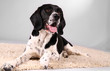 Jagdhund