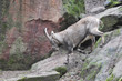 Steinbock trittsicher