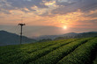 tea plant field