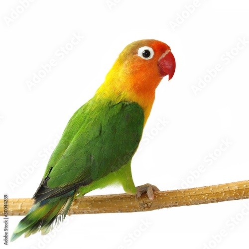 Photo: Lovebird isolated on white Agapornis fischeri Lovebird isolated on white Agapornis fischeri