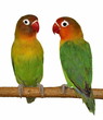 Lovebird isolated on white Agapornis fischeri