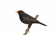 Turdus merula, Eurasian Blackbird isolated on white background