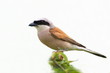 Portrait Red backed Shrike isolated on white Portrait Red backed Shrike isolated on white