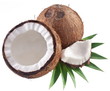 High-quality photos of coconuts on a white background.