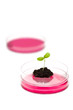Photo: Biotechnology research Biotechnology research