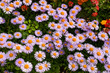 purple daisies