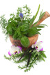 Herbal Therapy