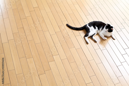 Photo: 猫 猫