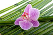Orchidee