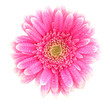 Pink dewy gerbera blossom on white background