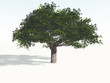 Baum