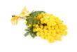 Mimose