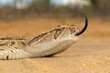 Puff adder (Bitis arietans) with flicking tongue Puff adder (Bitis arietans) with flicking tongue