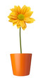 flower nature garden botany daisy bloom pot flower nature garden botany daisy bloom pot