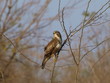 Common Buzzard, Buteo buteo Common Buzzard, Buteo buteo
