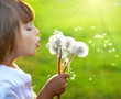 Summer wishes