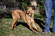 Cane pericoloso