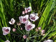 Jonc fleuri - Butomus umbellatus