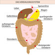 das verdauungssystem