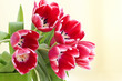 bouquet of fresh tulips