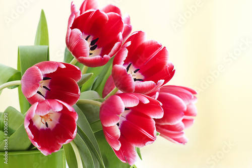 Photo: bouquet of fresh tulips bouquet of fresh tulips