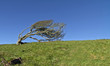 Windblown Hawthorn