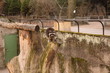 Waschbär in Nahaufnahme