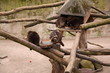 Waschbär in Nahaufnahme