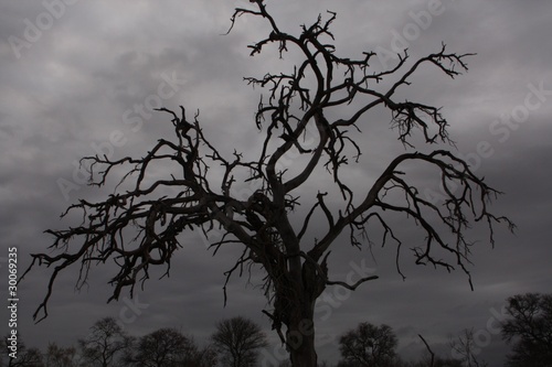 Photo: Trauerbaum Trauerbaum