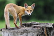 Young fox is looking back Young fox is looking back