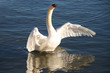 Anmut und Grazie: Flügel schlagender Schwan im Wasser