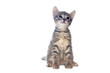 Sweet little Cats