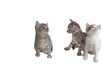 Three gray kitten, isolated over white