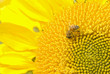 Photo: Working bee and beautiful blossoming sunflower Working bee and beautiful blossoming sunflower