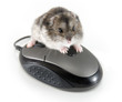 My mouse!