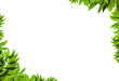 Natural green leaf frame Natural green leaf frame