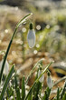 perce neige
