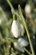 perce neige