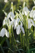 perce neige