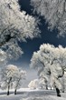 Photo: Winter tree Winter tree