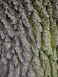 kora dębu