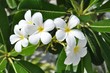 Plumeria Blüten weiß