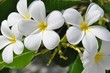 Plumeria Blüten weiß