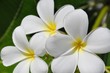 Plumeria Blüten weiß