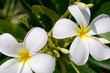 Plumeria Blüten weiß