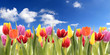 TUlips field