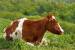 mucca