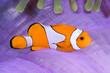 Clown anemonefish in his colorful host sea anemone.