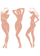 Beautiful female silhouettes