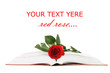 Beautiful red rose on the book isolated